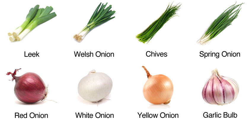 Detail Onion Leeks Image Nomer 29