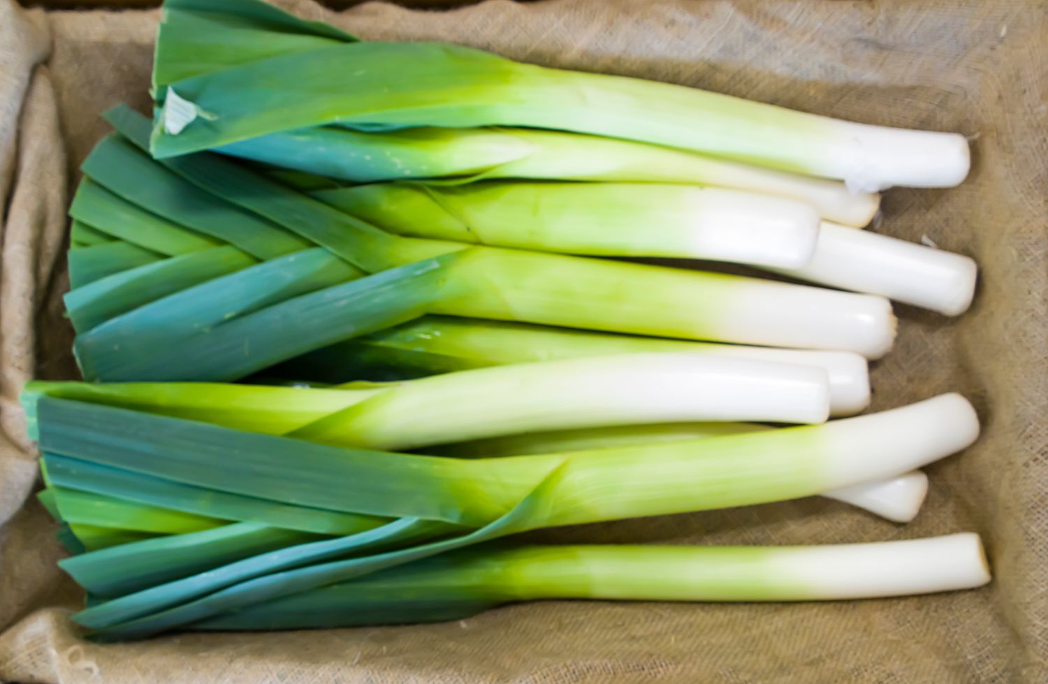 Detail Onion Leeks Image Nomer 34