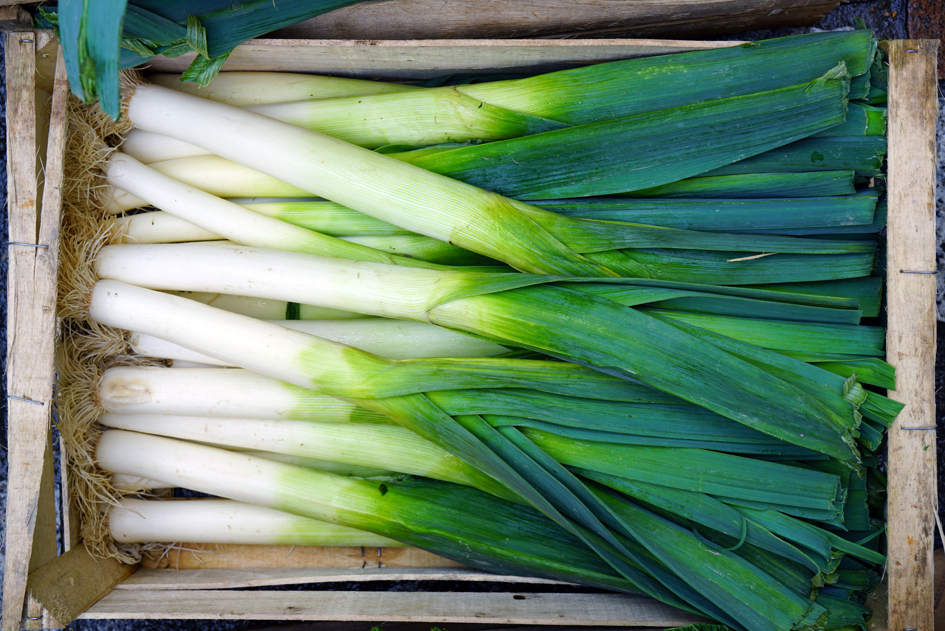 Detail Onion Leeks Image Nomer 36