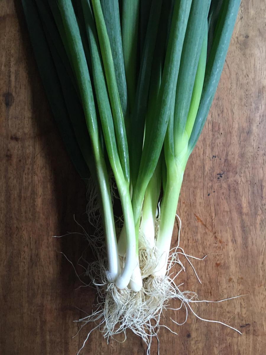 Detail Onion Leeks Image Nomer 41