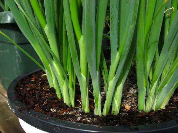 Detail Onion Leeks Image Nomer 42