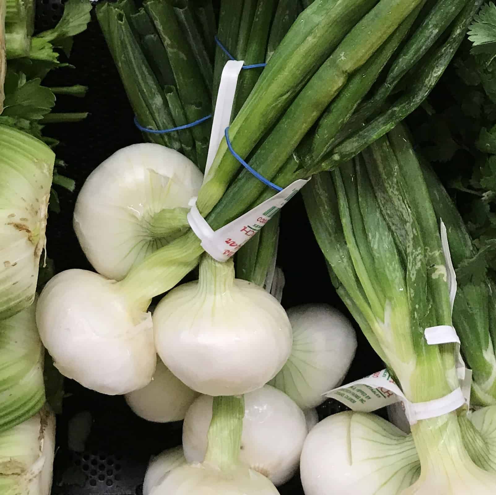 Detail Onion Leeks Image Nomer 45