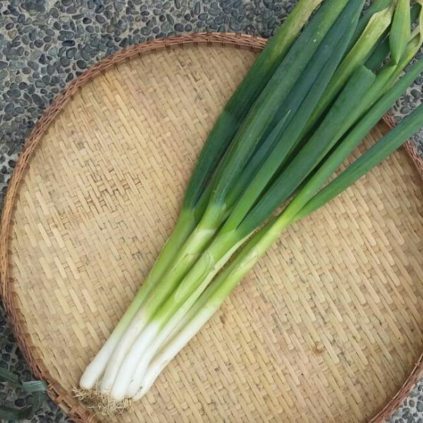 Detail Onion Leeks Image Nomer 46