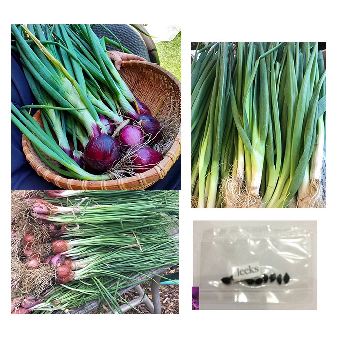 Detail Onion Leeks Image Nomer 47
