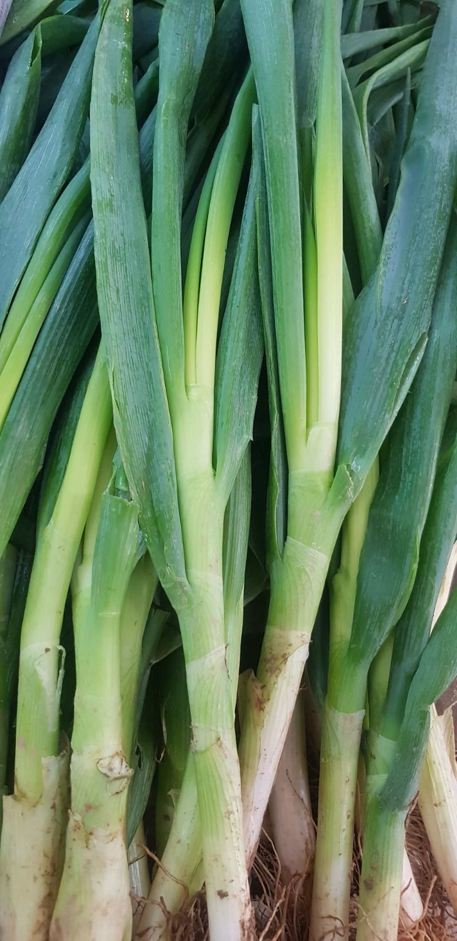 Detail Onion Leeks Image Nomer 7
