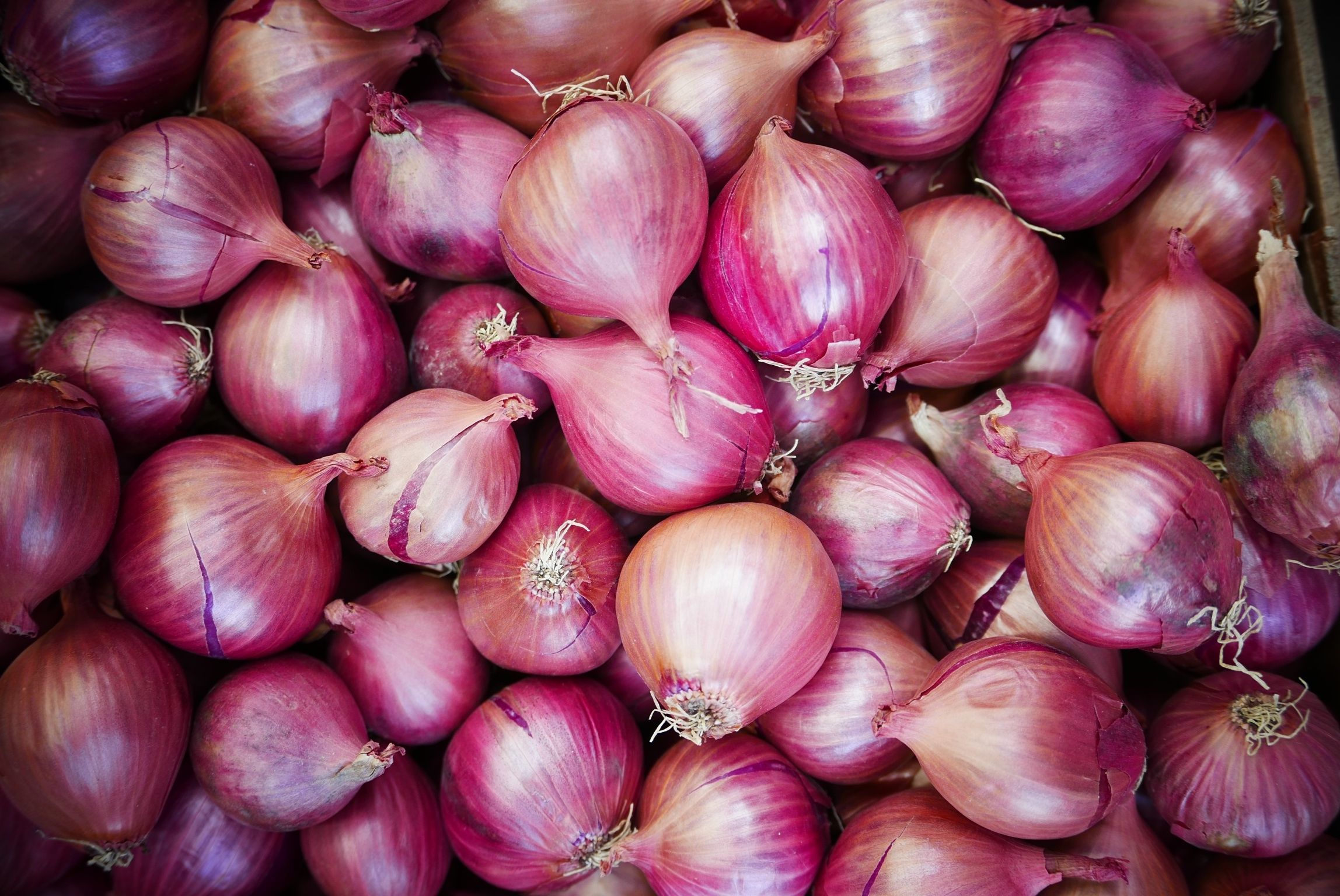 Detail Onion Picture Nomer 21