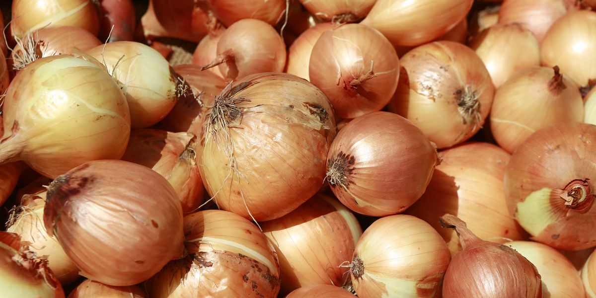 Detail Onion Picture Nomer 50