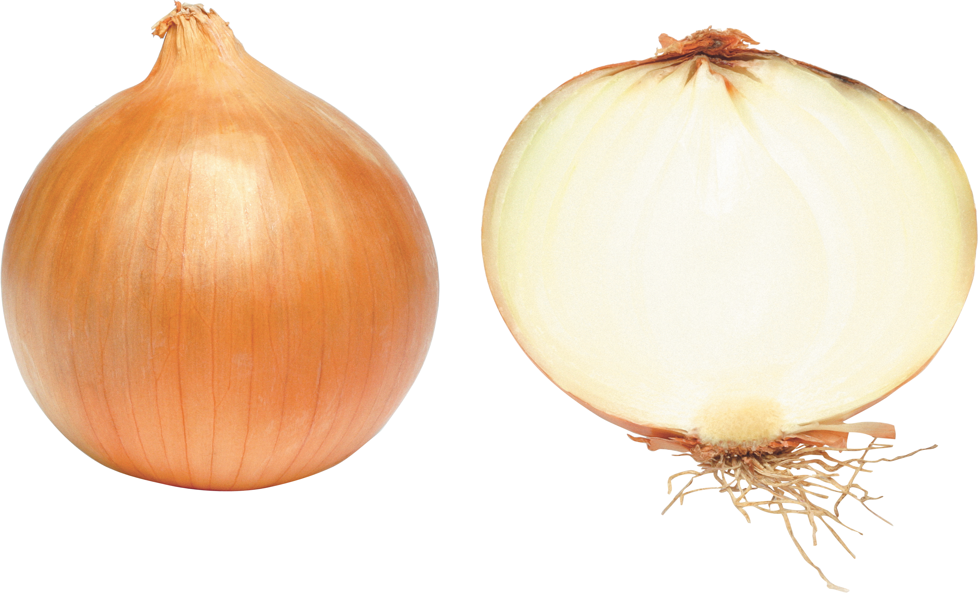 Detail Onion Png Nomer 20