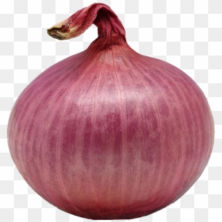 Detail Onion Png Nomer 26