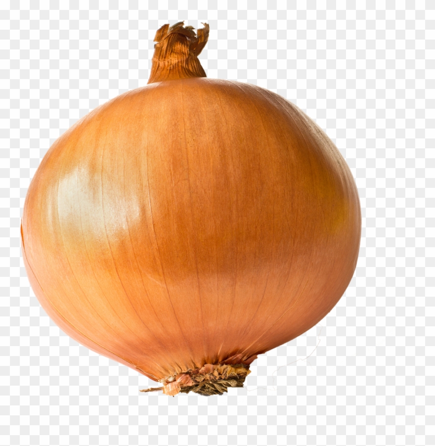 Detail Onion Transparent Background Nomer 17