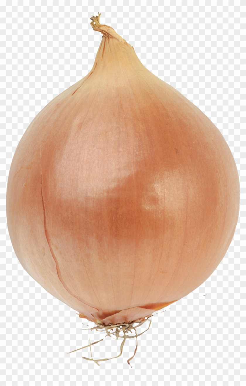 Detail Onion Transparent Background Nomer 19