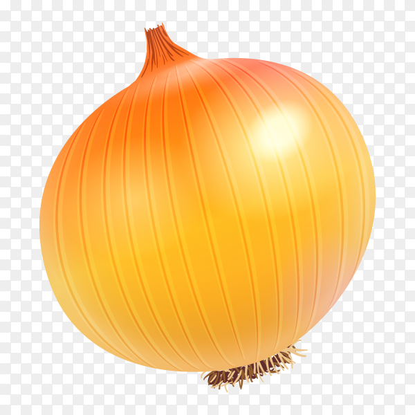 Detail Onion Transparent Background Nomer 36