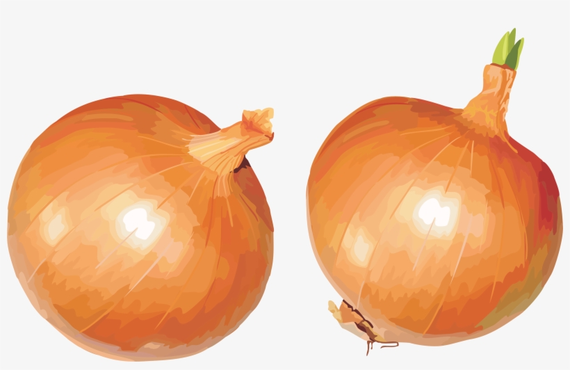 Detail Onion Transparent Background Nomer 37