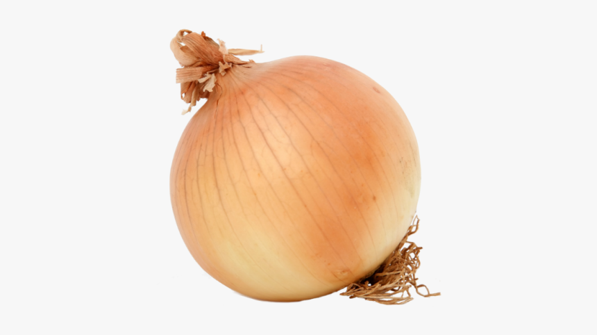 Detail Onion Transparent Background Nomer 47