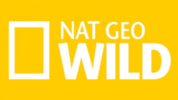 Detail Logo Nat Geo Wild Nomer 26