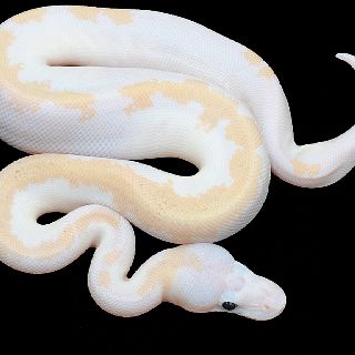 Detail Albino Python Schlange Nomer 9