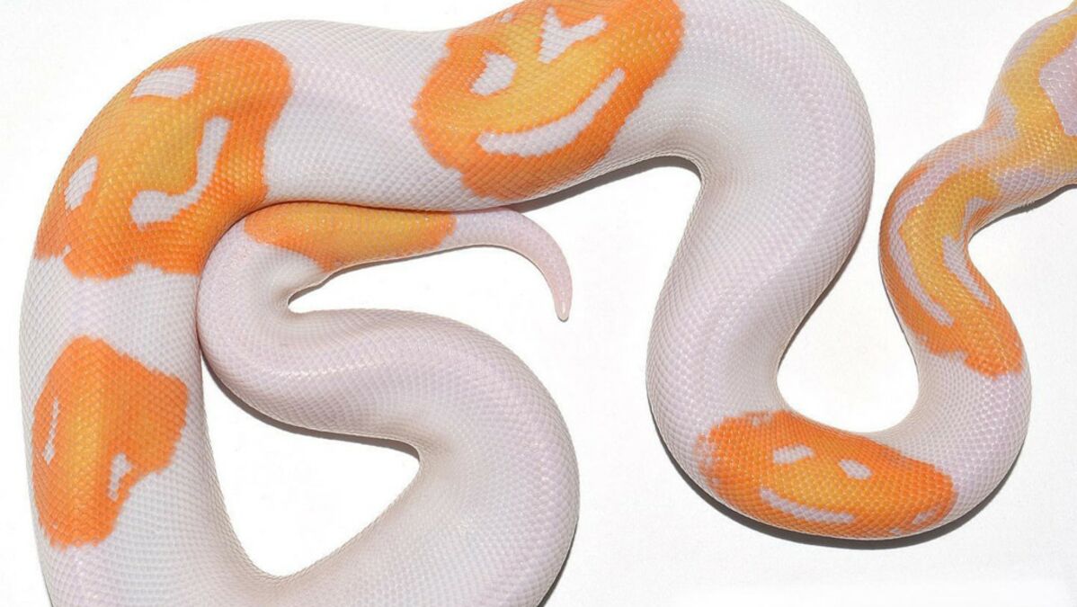 Detail Albino Python Schlange Nomer 4