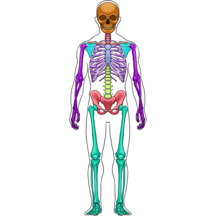 Detail Becken Mensch Anatomie Nomer 10