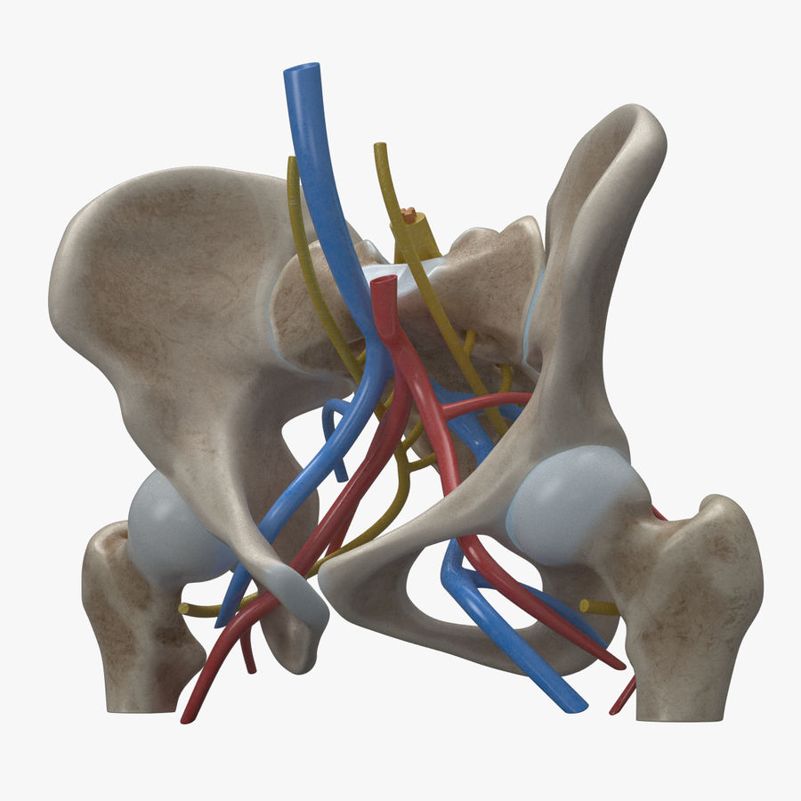 Detail Becken Mensch Anatomie Nomer 2