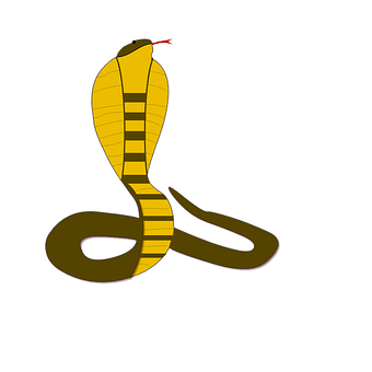 Detail Corn Snake Tongue Nomer 8