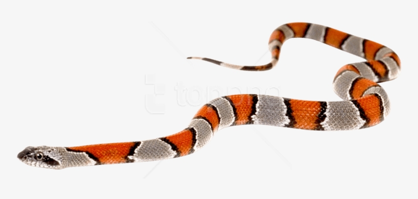 Detail Corn Snake Tongue Nomer 10
