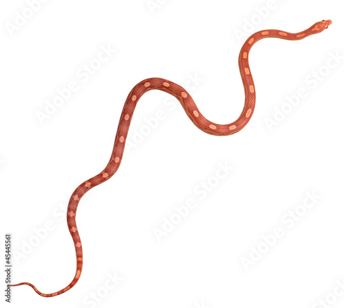 Detail Corn Snake Tongue Nomer 12