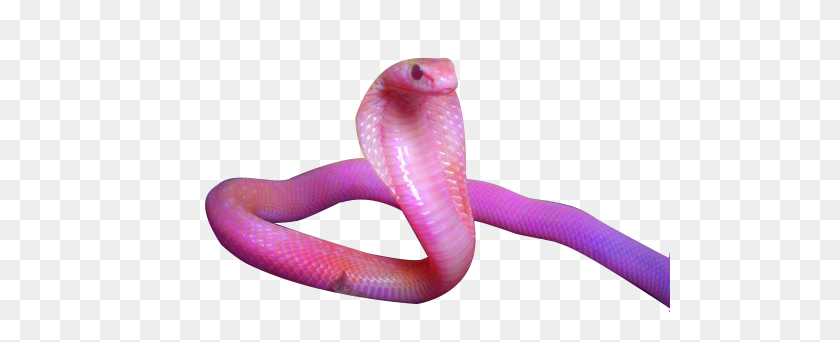 Detail Corn Snake Tongue Nomer 2