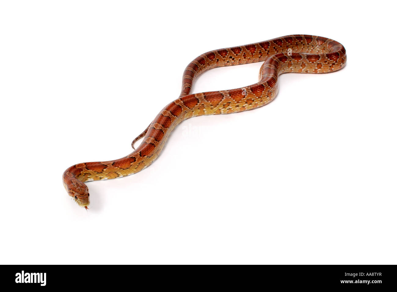 Detail Corn Snake Tongue Nomer 15