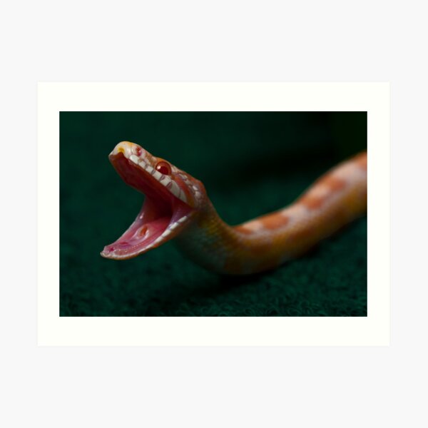 Detail Corn Snake Tongue Nomer 17