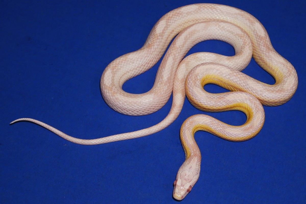 Detail Corn Snake Tongue Nomer 23