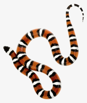 Detail Corn Snake Tongue Nomer 24