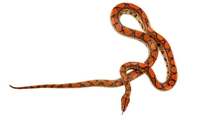 Detail Corn Snake Tongue Nomer 5