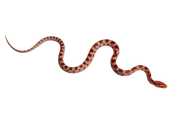 Detail Corn Snake Tongue Nomer 6