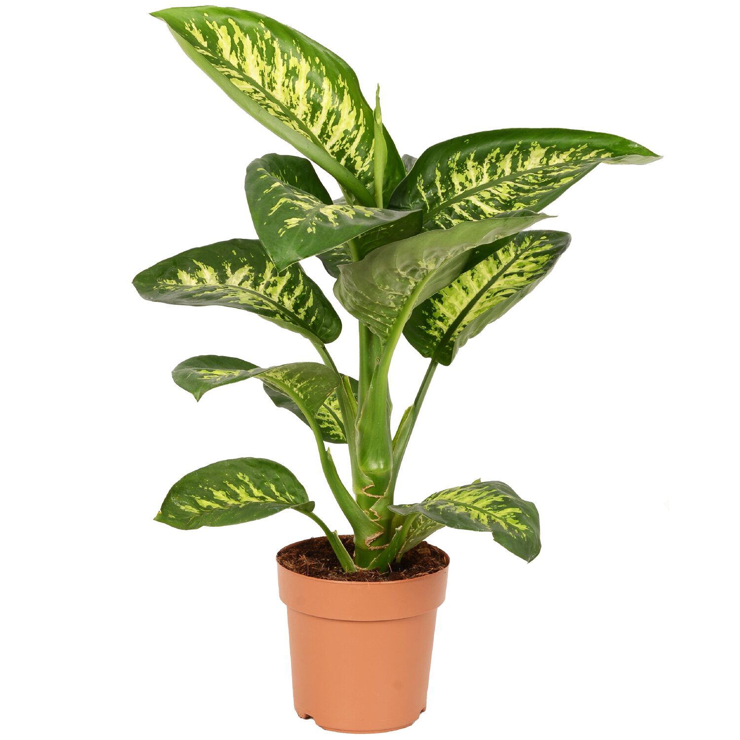 Detail Dieffenbachia Umtopfen Nomer 2