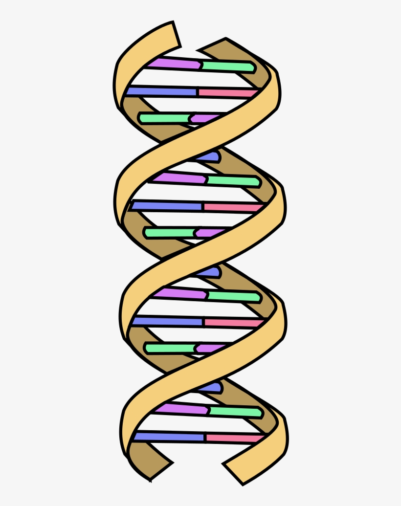 Detail Dna Clipart Transparent Nomer 4