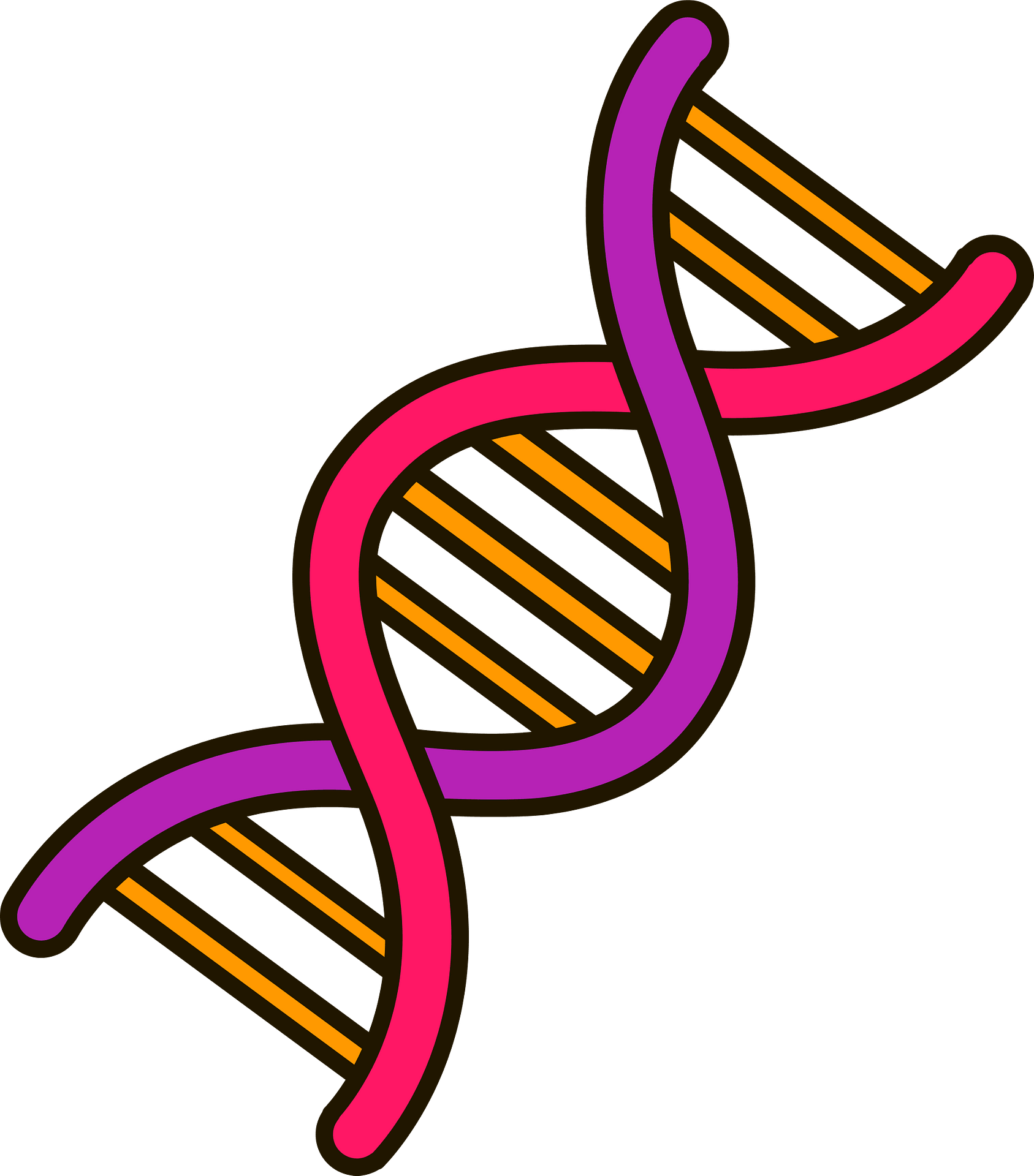 Detail Dna Clipart Transparent Nomer 6