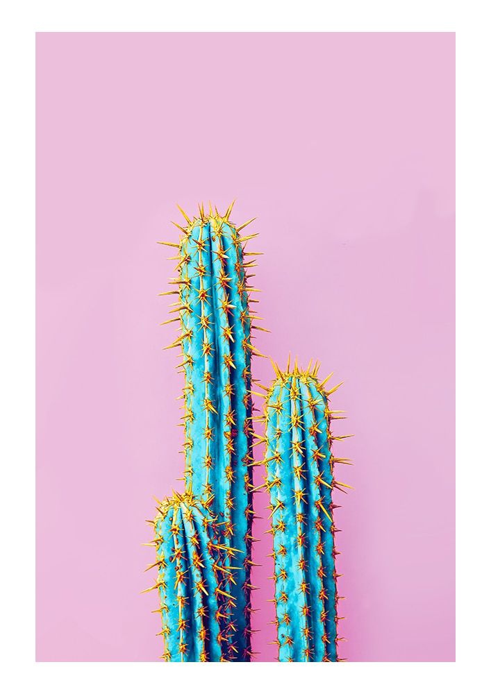 Detail Kaktus Hintergrundbilder Nomer 17