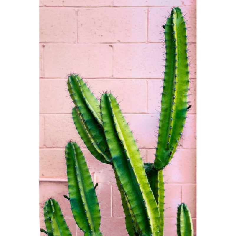 Detail Kaktus Hintergrundbilder Nomer 24