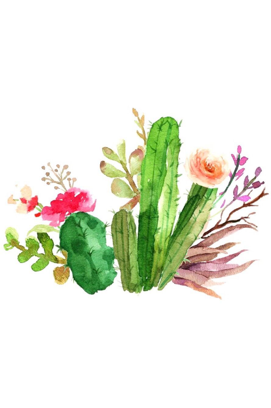 Detail Kaktus Hintergrundbilder Nomer 3