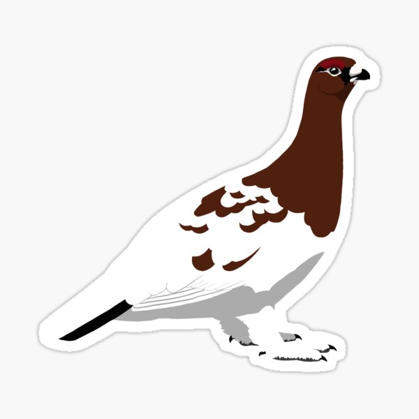 Detail Karibu Vogel Nomer 10