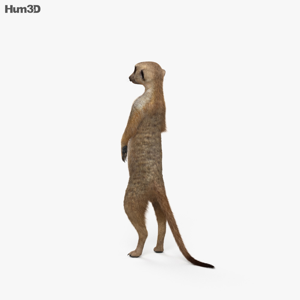 Meerkat 3d Model - KibrisPDR