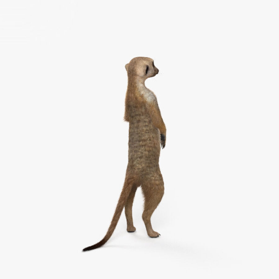 Detail Meerkat 3d Model Nomer 2