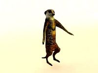 Detail Meerkat 3d Model Nomer 19