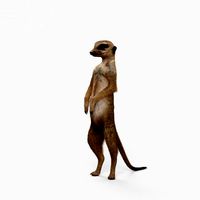 Detail Meerkat 3d Model Nomer 23