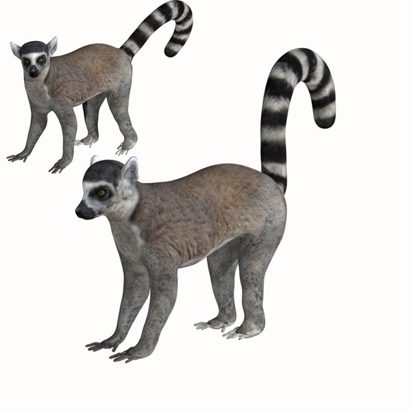 Detail Meerkat 3d Model Nomer 27