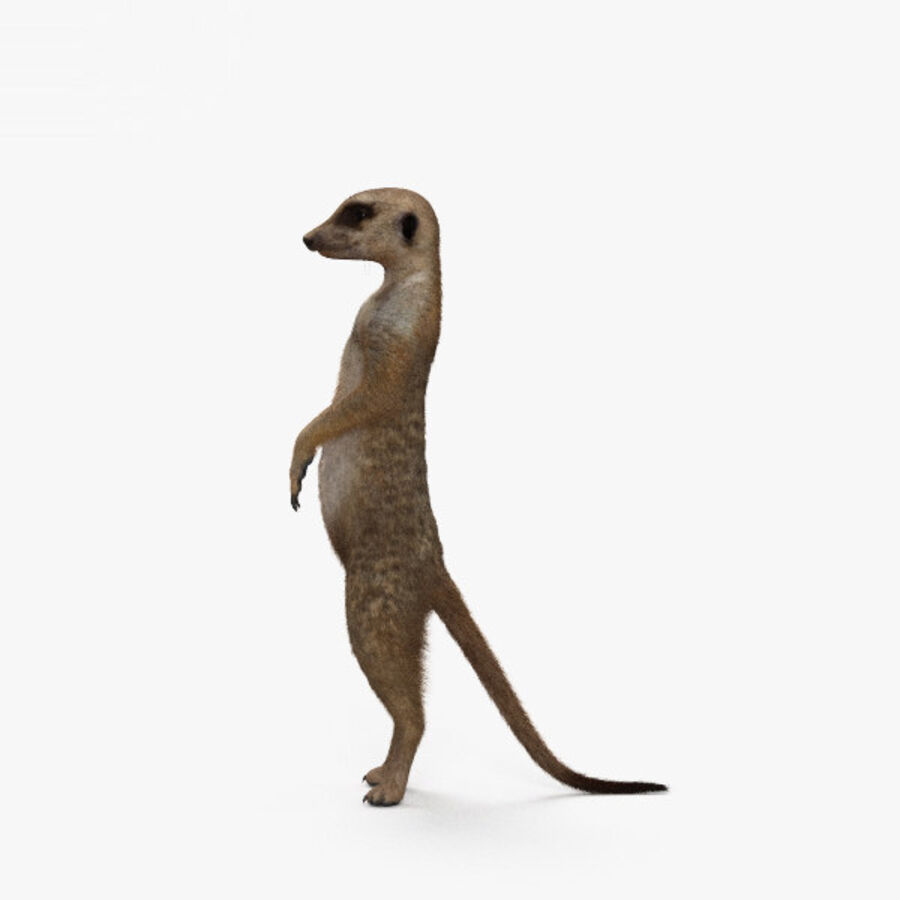 Detail Meerkat 3d Model Nomer 3