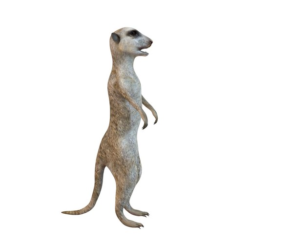 Detail Meerkat 3d Model Nomer 4