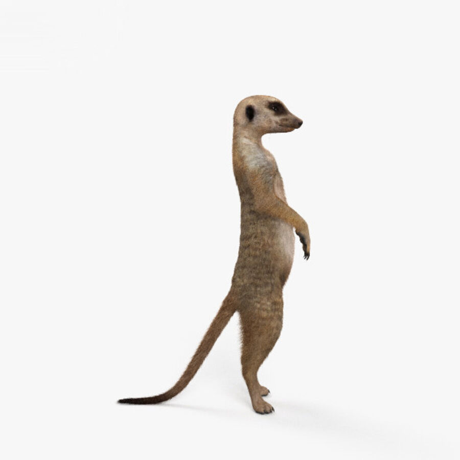 Detail Meerkat 3d Model Nomer 5