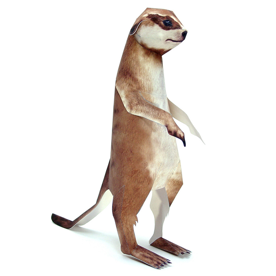Detail Meerkat 3d Model Nomer 8
