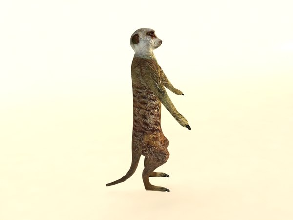Detail Meerkat 3d Model Nomer 9